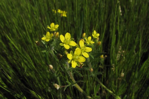 Scientists find rare plant species, unseen in almost 70 years, in middle of California park