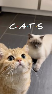 FRIENDS Theme: CAT EDITION! 😻 Did you watch the TV Show? 📺 Der FRIENDS-Titelsong in der KATZEN-VERSION😻 Hast du früher auch die Serie geschaut? Audio: @loki.doestricks Inspired by @purrfectinfluencer Follow us for more cuteness @frida.garfield Visit our lovely friends @thewalkinglilly @leyla_loki @pino_und_rudi_bkh #catlife #catreels #cat #cats #cutecatreel #meow #catsofinstagram #catsofig #catlover #bsh #bkh #kitten #kitties #fyp #cutecats #friendsthemesong | Frida & Garfield