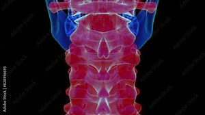 Cervical vertebrae anatomy for medical concept 3D rendering