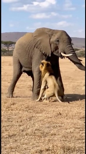 Elephant vs Lion Fight Caught on Camera! 🐘🦁 (Unbelievable Power)