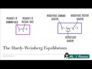 Lesson Video - The Hardy Weinberg Equilibrium