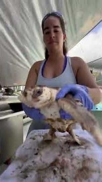 Cleaning the Algae Off of “Tot” the Loggerhead is #OddlySatisfying !🧽🐢 Why do we gi