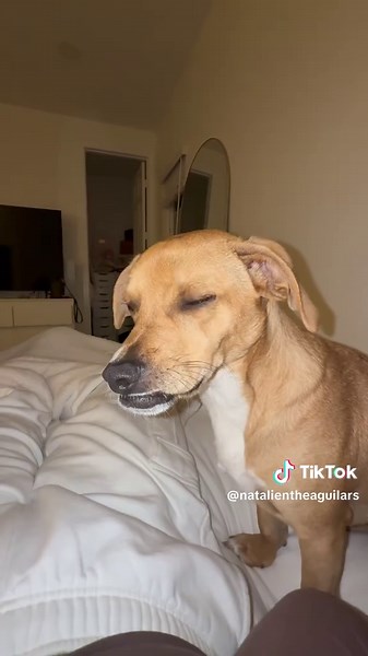 Heartfelt Moments with Levi the Dog and Angie