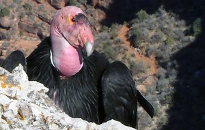 Learn More About California Condors - Grand Canyon National Park (U.S. National Park Service)
