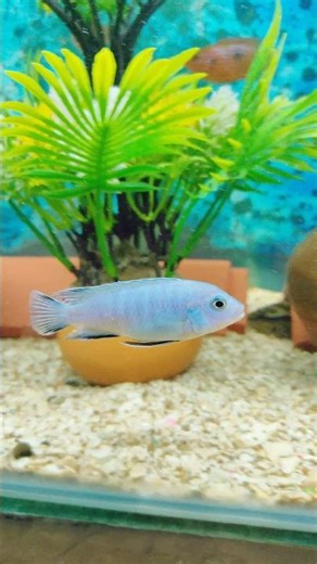 The Perfect African Cichlid Tank Size #youtubeshorts #shortsfeed #viralshort