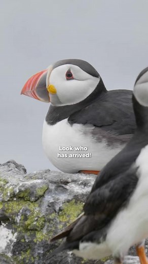 It’s puffin season in Iceland! 🪶🪺 One of the top spots to see these charming birds up close is Hafnarhólmi in Borgarfjörður Eystri, tucked away in East Iceland 📍👀 It’s still early in the season, but before long, puffins will be popping up along coastlines all over the country 🤩 Some of the best places to spot puffins: 📍 Hafnarhólmi, Borgarfjörður Eystri (East) 📍 Látrabjarg cliffs (Westfjords) 📍 The Westman Islands (South) You might even catch them in unexpected places—just keep your eyes