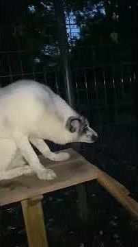 A fox screaming! (Red fox alarm bark) Ever heard an animal-like scream in the night?