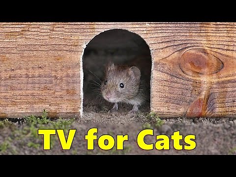 Cat TV 🐭 Mouse in The Jerry Hole Fun