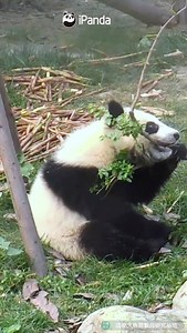 18K views · 1.6K reactions | Are all pandas smart? Who is the...
