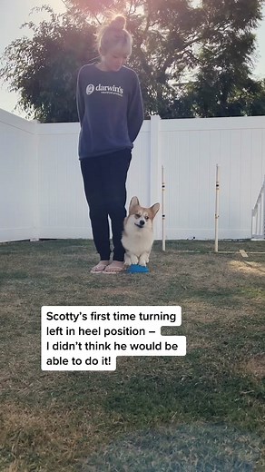 Improving Corgi Rear End Awareness: Balancing Exercises for Agility Dog Training