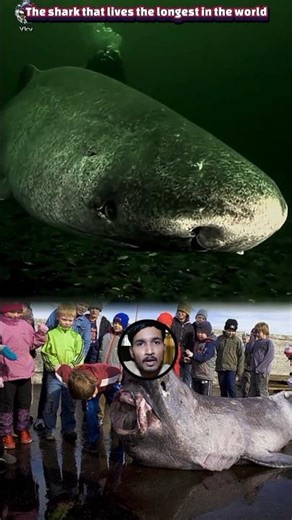 Greenland shark The shark that lives the longest in the world
