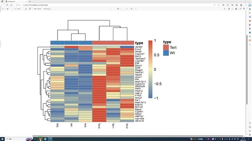 使用R语言进行基因表达热图的绘制实操教程