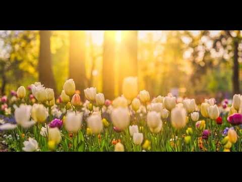 Spring Nature Serenity 🌸 | 1 Hour Relaxing Nature Screensaver | Calm Ambient Scenery (1080p)