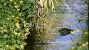 Stream flowing vigorously with the edges filled with grasses and yellow flowers at springtime