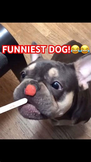 Why French Bulldogs Are So Funny 😂