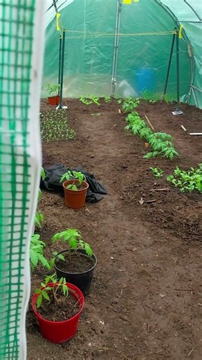 POV: Opening the Mini Greenhouse Instant Spring Vibes! ✨ EP444