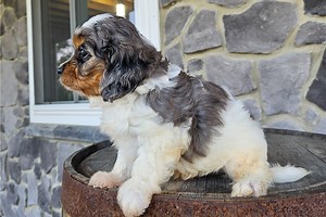 Daniel - Cavapoo Puppy D6DBF9