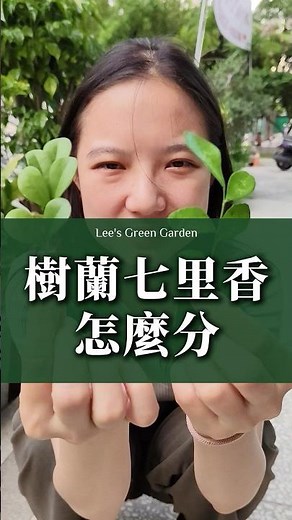 樹蘭跟七里香，兩種都是很常見景觀樹，彼此相似度超高，要怎麼分呢？ #李的綠意花園 #園藝 #植物