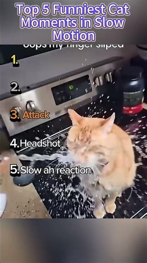 Top 5 Funniest Cat Moments in Slow Motion