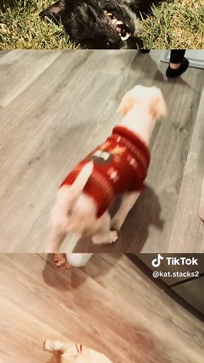 memories 🐕‍🦺