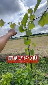 A DIY grape trellis you don't even need a rack for🫡#grapetrellis #grapes #cultivation #grapefarmi...