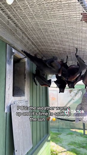 Conga Line of Flying Foxes Embracing Warm Weather