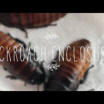 HOW TO SET UP A MADAGASCAR HISSING COCKROACH ENCLOSURE