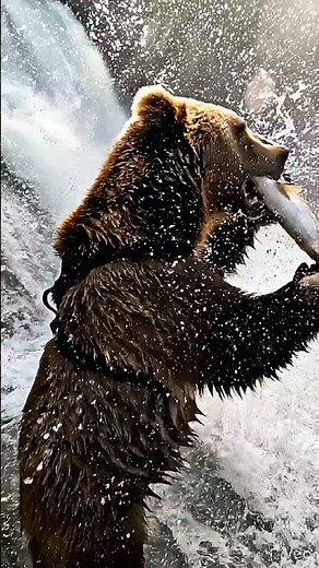 🐻 POV: Brown Bear Catches Salmon in Alaska River | GoPro Hunting Action