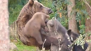 These baby bears never miss a meal. | The Dodo