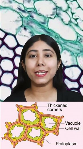 Collenchyma Tissue in Plants | Description & Functions | Type of simple tissue | Biology| Adhyayanta