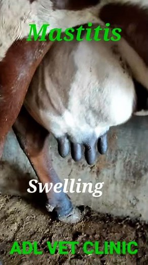 Mastitis in Cow