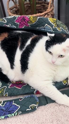 Jasmine's Spring Break Adventures in Block Blast