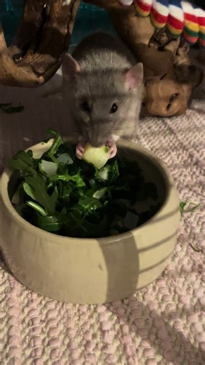 Perfect Rat Meme for Solo Eating Moments
