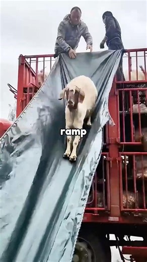 This Sheep Slide Is Genius 🐑😳