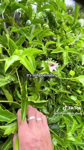 Did you know passion fruit vines not only beautify your garden but also attract pollinators? 🐝🌸 Add a tropical touch to your space with these lush, fruit-bearing vines. #PassionFruit #GardenTips #PollinatorFriendly #GardenHacks #FruitVines #gardentok #planttok #diydave