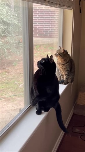 3.7K views · 335 reactions | "Sleek, sweet, and a little mischievous" | Black Cat Lover’s | Facebook