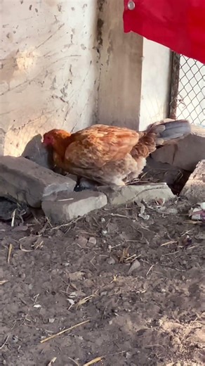 Mother Hen Sitting on Eggs❤️