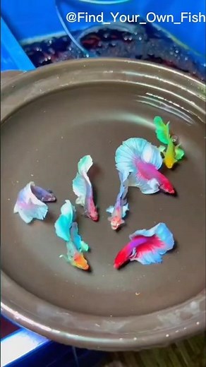 "Ultimate Guide to Siamese Fighting Betta Fish Care