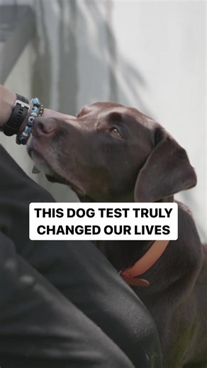 This simple dog test can prevent disease and illness in your dog 🐶❤️ #dogsoftiktok #fyp #doglover #puppytiktok #wellness
