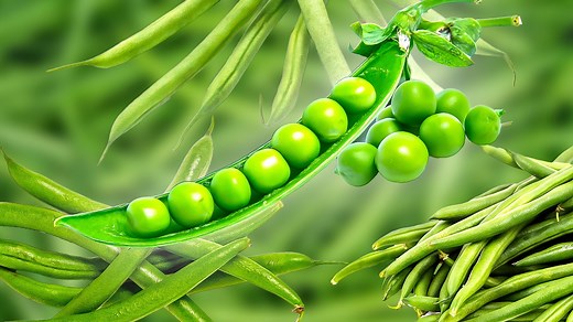 14 Types Of Green Beans You Should Get Familiar With - Daily Meal