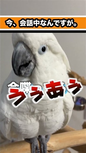 Yukimaru-shi raises his voice the more he asks for quiet #shorts