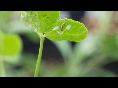 Harnessing Natural Enemies Webinar
