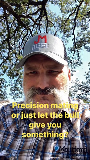 #angusbeef#hereford#angus#stgeneticsbeef#redangus#breedingseason | Montford Cattle Service