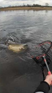 Pike on a frog from a flooded canal! #pike #sweden #fishing #spinning #bigfish