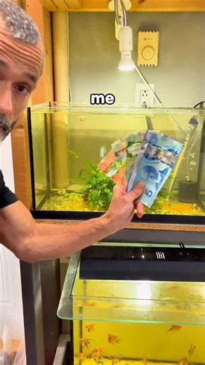 ShrimplyTheBest on Instagram: "3 fish species that make me the most money as a fish breeder!🐟💵 #fishtank #aquarium #fishbreeder #fishbreedingtips #fishbreeding"