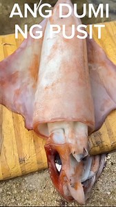 2.1M views · 6.9K reactions | Ang dumi ng pusit @top fans #highlights2025 #reelsfypシ #fypシ゚ #ContentMonetization | JB Adventures | Facebook