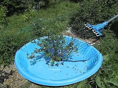 Atrax Olive Harvester on Haskap