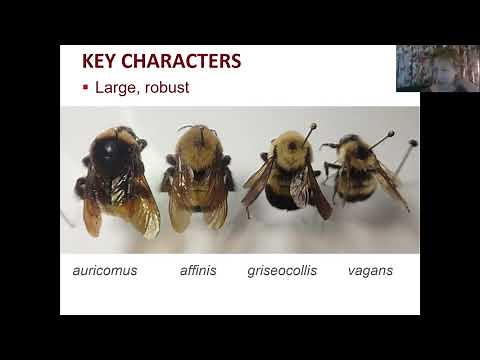 Rusty-patched bumble bee ID: queens