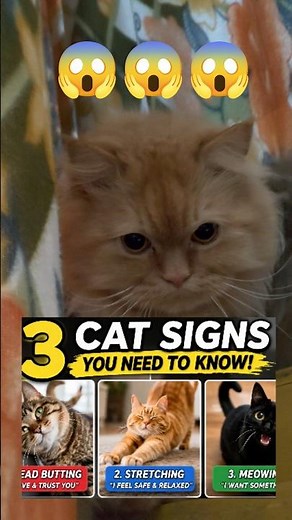 3cat signs you need to know😱👀🔥#cat#catfacts#catvideos#petcareprovider#funny#catcaretips#petlife#pets