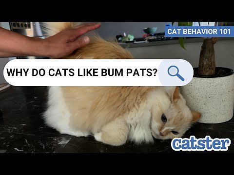 Why Do Cats Like Bum Pats? EXPLAINED